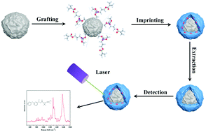 Graphical abstract: A high-performance SERS-imprinted sensor doped with silver particles of different surface morphologies for selective detection of pyrethroids in rivers