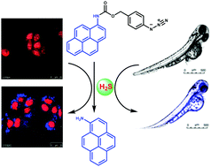 Graphical abstract: Highly selective turn-on probe for H2S with imaging applications in vitro and in vivo