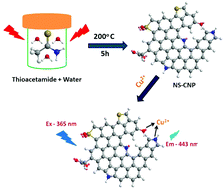 Graphical abstract: Thioacetamide-derived nitrogen and sulfur co-doped carbon nanoparticles used for label-free detection of copper(ii) ions and bioimaging applications