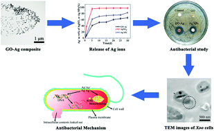 Graphical abstract: A graphene oxide/silver nanoparticle composite as a novel agricultural antibacterial agent against Xanthomonas oryzae pv. oryzae for crop disease management