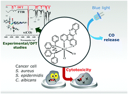 Graphical abstract: A biphosphinic ruthenium complex with potent anti-bacterial and anti-cancer activity