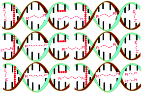 Graphical abstract: The effect of alkyl chain tethers on the kinetics and mechanistic behaviour of bifunctional dinuclear platinum(ii) complexes bearing N,N′-dipyridylamine ligands