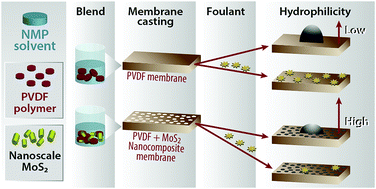 Graphical abstract: Tailored PVDF nanocomposite membranes using exfoliated MoS2 nanosheets for improved permeation and antifouling performance