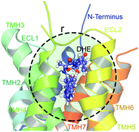 Graphical abstract: Outlining migrainous through dihydroergotamine–serotonin receptor interactions using quantum biochemistry