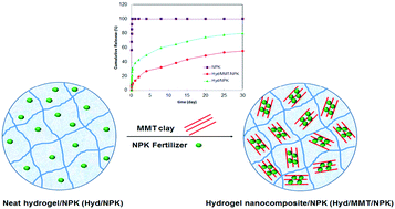Graphical abstract: Water retention and slow release studies of a salep-based hydrogel nanocomposite reinforced with montmorillonite clay