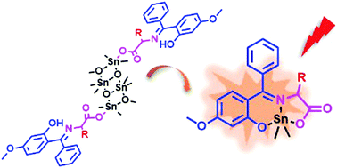 Graphical abstract: Fluorescent biogenic Schiff base compounds of dimethyltin