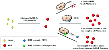 Graphical abstract: A novel enzyme-mediated gold nanoparticle synthesis and its application for in situ detection of horseradish peroxidase inhibitor phenylhydrazine