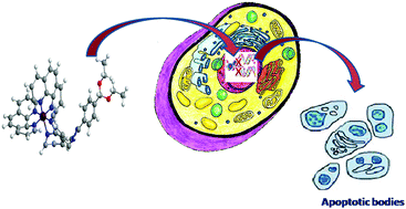 Graphical abstract: Studies on the DNA binding and anticancer activity of Ru(ii) polypyridyl complexes by using a (2-(4-(diethoxymethyl)-1H-imidazo[4,5-f][1,10] phenanthroline)) intercalative ligand