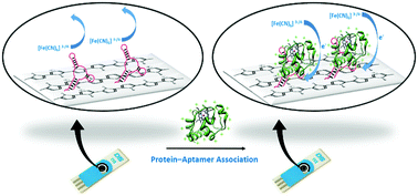 Graphical abstract: Label-free detection of cytochrome C by a conducting polymer-based impedimetric screen-printed aptasensor