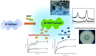 Graphical abstract: Hybrid bacterial cellulose–pectin films for delivery of bioactive molecules