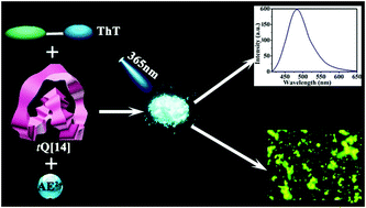 Graphical abstract: Alkaline earth cation-mediated photoluminescent complexes of thioflavin T with twisted cucurbit[14]uril