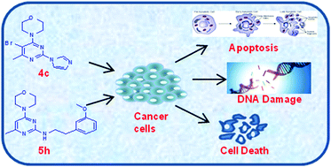 Graphical abstract: Exploring the potential of newly synthesized 4-methyl-6-morpholino-pyrimidine derivatives as antiproliferative agents