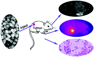 Graphical abstract: Hydrophilic K2Mn4O8 nanoflowers as a sensitive photothermal theragnosis synergistic platform for the ablation of cancer