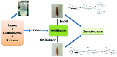 Graphical abstract: The effect of NaOH and NaClO/NaBr modification on the structural and physicochemical properties of dextran