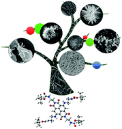 Graphical abstract: Fabrication of diverse nano-architectures through the self-assembly of a naphthalene diimide derivative bearing four carbamates