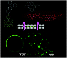 Graphical abstract: Phase partitioning, solvent-switchable BODIPY probes for high contrast cellular imaging and FCS