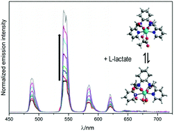 Graphical abstract: A chiral lactate reporter based on total and circularly polarized Tb(iii) luminescence