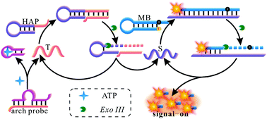 Graphical abstract: Target-activated cascaded digestion amplification of exonuclease III aided signal-on and ultrasensitive fluorescence detection of ATP