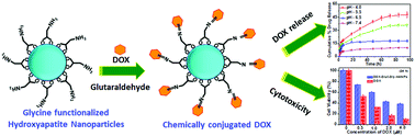 Graphical abstract: Covalent immobilization of doxorubicin in glycine functionalized hydroxyapatite nanoparticles for pH-responsive release