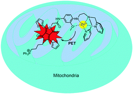 Graphical abstract: A diketopyrrolopyrrole-based fluorescent probe for investigating mitochondrial zinc ions
