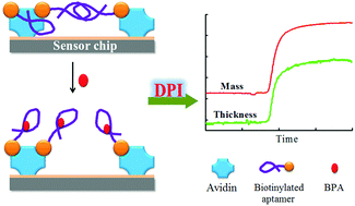 Graphical abstract: Real-time and label-free detection of bisphenol A by an ssDNA aptamer sensor combined with dual polarization interferometry