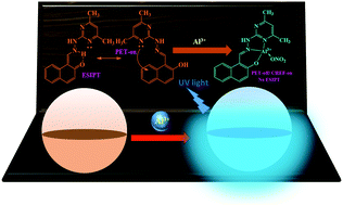Graphical abstract: Hydrazinopyrimidine derived novel Al3+ chemosensor: molecular logic gate and biological applications