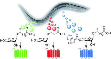 Graphical abstract: Decoding chemical communication in nematodes