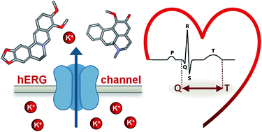 Graphical abstract: Natural products modulating the hERG channel: heartaches and hope