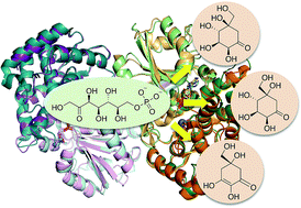 Graphical abstract: The sedoheptulose 7-phosphate cyclases and their emerging roles in biology and ecology