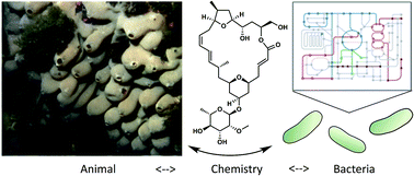 Graphical abstract: Parallel lives of symbionts and hosts: chemical mutualism in marine animals