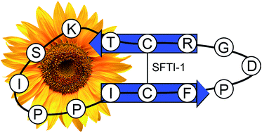 Graphical abstract: Buried treasure: biosynthesis, structures and applications of cyclic peptides hidden in seed storage albumins