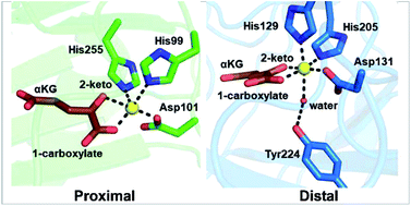 Graphical abstract: Recent examples of α-ketoglutarate-dependent mononuclear non-haem iron enzymes in natural product biosyntheses