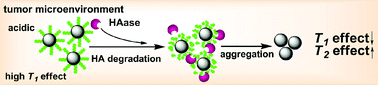 Graphical abstract: In vivo aggregation-induced transition between T1 and T2 relaxations of magnetic ultra-small iron oxide nanoparticles in tumor microenvironment