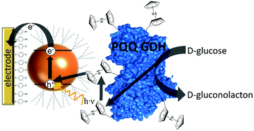 Graphical abstract: Connecting quantum dots with enzymes: mediator-based approaches for the light-directed read-out of glucose and fructose oxidation