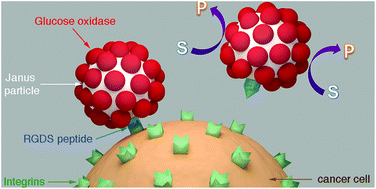 Graphical abstract: Enzyme-coated Janus nanoparticles that selectively bind cell receptors as a function of the concentration of glucose