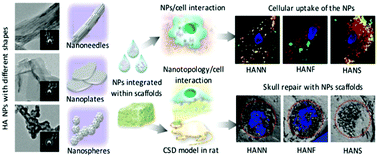 Graphical abstract: Bio-inspired hybrid nanoparticles promote vascularized bone regeneration in a morphology-dependent manner