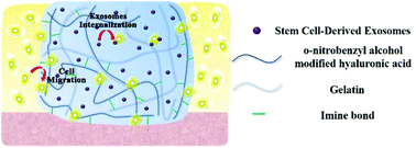 Graphical abstract: Integration of stem cell-derived exosomes with in situ hydrogel glue as a promising tissue patch for articular cartilage regeneration