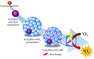 Graphical abstract: Fe3O4@Au@mSiO2 as an enhancing nanoplatform for Rose Bengal photodynamic activity