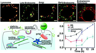 Graphical abstract: In vitro cellular behaviors and toxicity assays of small-sized fluorescent silicon nanoparticles