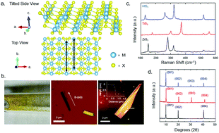 Graphical abstract: Angle resolved vibrational properties of anisotropic transition metal trichalcogenide nanosheets