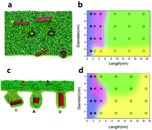 Graphical abstract: Perturbation of the pulmonary surfactant monolayer by single-walled carbon nanotubes: a molecular dynamics study