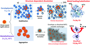 Graphical abstract: Interaction of silver nanoparticles with metallothionein and ceruloplasmin: impact on metal substitution by Ag(i), corona formation and enzymatic activity