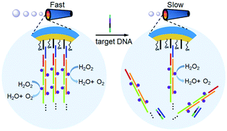 Graphical abstract: An efficient enzyme-powered micromotor device fabricated by cyclic alternate hybridization assembly for DNA detection