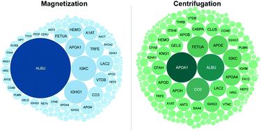 Graphical abstract: Experimental separation steps influence the protein content of corona around mesoporous silica nanoparticles