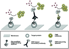 Graphical abstract: Aptabody–aptatope interactions in aptablotting assays