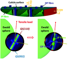 Graphical abstract: Towards in situ determination of 3D strain and reorientation in the interpenetrating nanofibre networks of cuticle