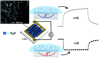 Graphical abstract: Switchable changes in the conductance of single-walled carbon nanotube networks on exposure to water vapour