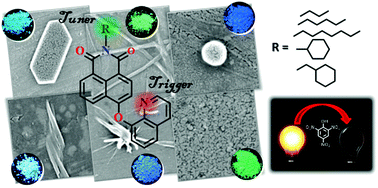 Graphical abstract: Pendant chain engineering to fine-tune the nanomorphologies and solid state luminescence of naphthalimide AIEEgens: application to phenolic nitro-explosive detection in water