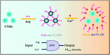 Graphical abstract: Carbon nano-dots as a fluorescent and colorimetric dual-readout probe for the detection of arginine and Cu2+ and its logic gate operation