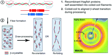 Graphical abstract: Artificial hagfish protein fibers with ultra-high and tunable stiffness